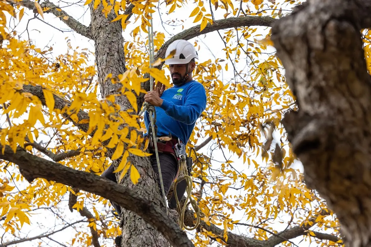 Skilled Tree Transplanting crew working in Shaniko