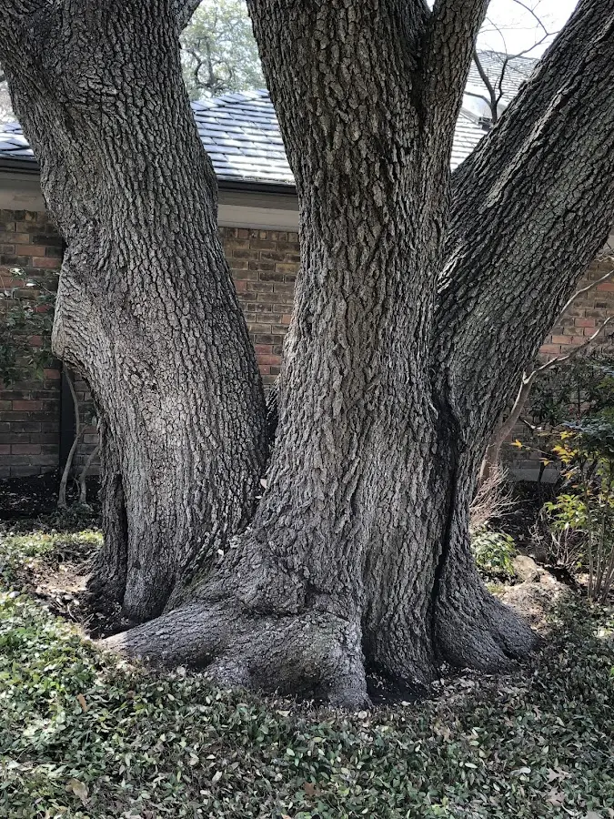 Mature heritage tree close to a Shaniko property cared for by certified arborists